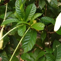 Euclinia longiflora Salisb.